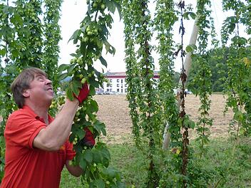 Thomas Kaiser zieht auf seinem Feld an einer Hopfenpflanze. Am Sonntag sollen die Hopfenfrüchte geerntet werden. Fotos: Corinna Igler