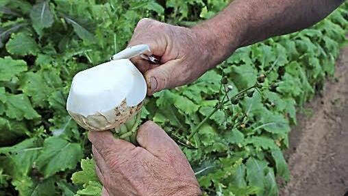 Kostprobe gefällig? Auch die Mairübe gedeiht an der Galgenfuhr.