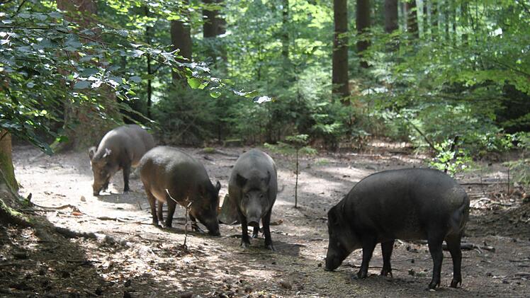 Unbeeindruckt fressen die Wildschweine nach dem Gebell weiter. Foto: Carmen Schwind