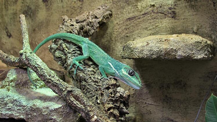 Der Ritteranolis heißt Alex. Seine "Frau" Alexa. Die Namen vergeben immer die Kinder. Foto: Mützel