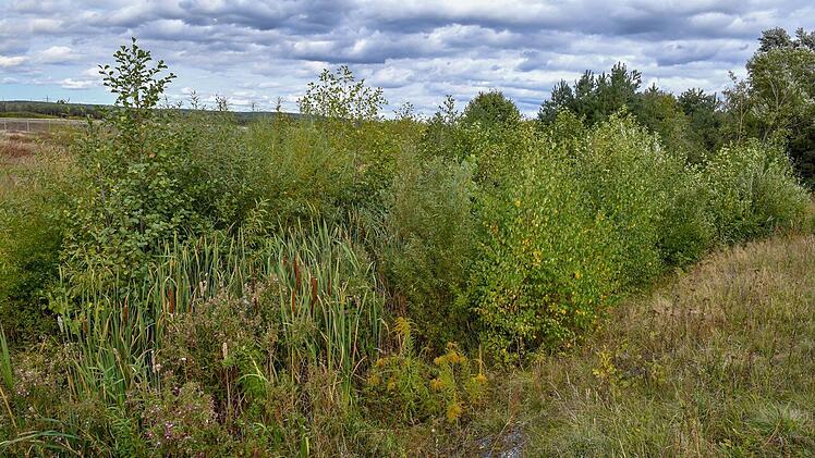 Wasser fließt hier im Herbst 2020 kaum noch: Ufer des Seebachs.
