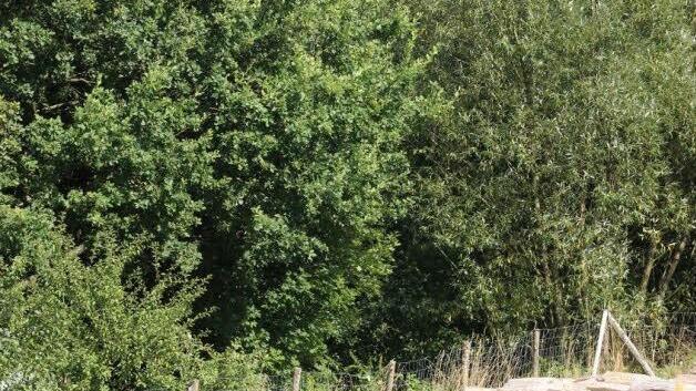 Holzplatz bei Premich.