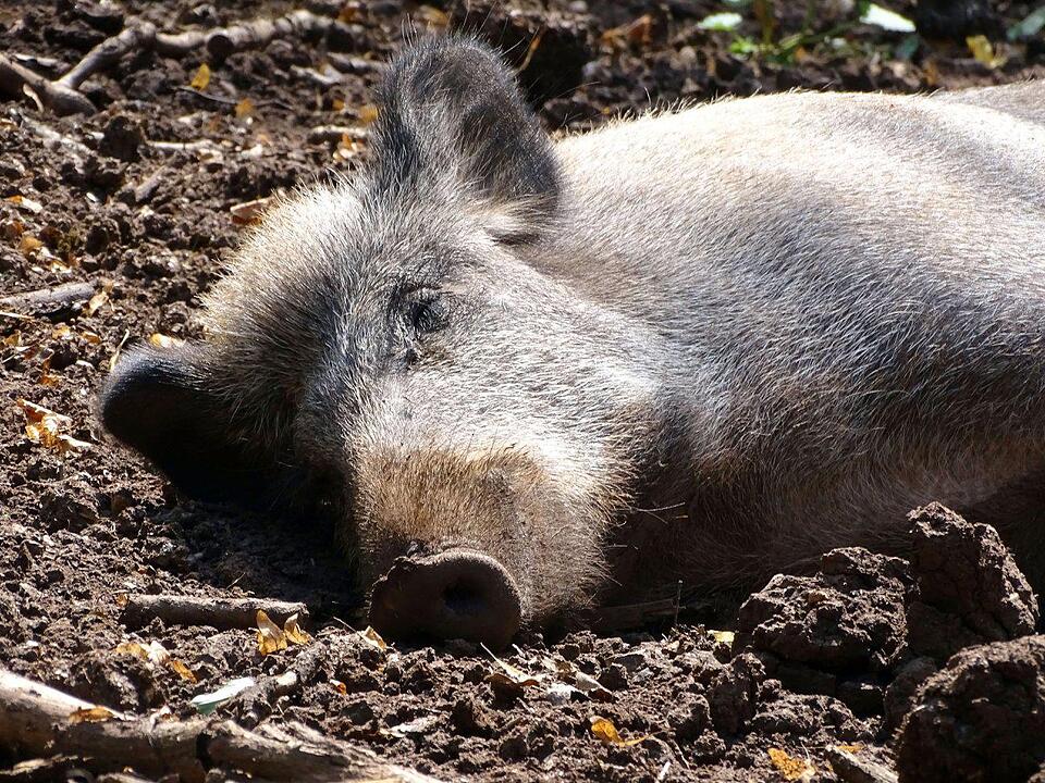 Ein Besuch im Wildtierpark Schloss Tambach. Danke an inFrankenPix-Nutzer herzolife!