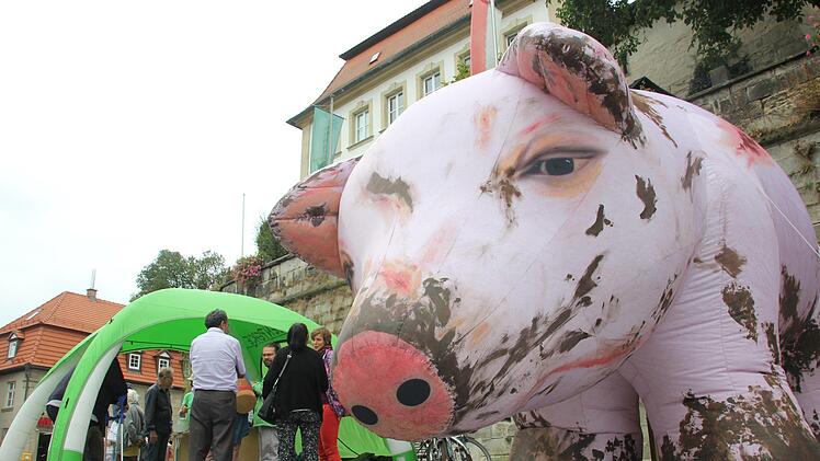 Auf dem Kronacher Marienplatz stand ein großes Schwein aus Plastik. Fotos: Franziska Rieger/Ramona Popp