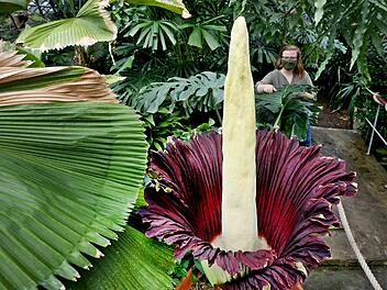 Titanenwurz im Botanischen Garten öffnet sich