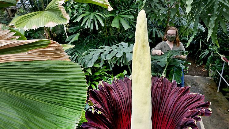 Titanenwurz im Botanischen Garten öffnet sich