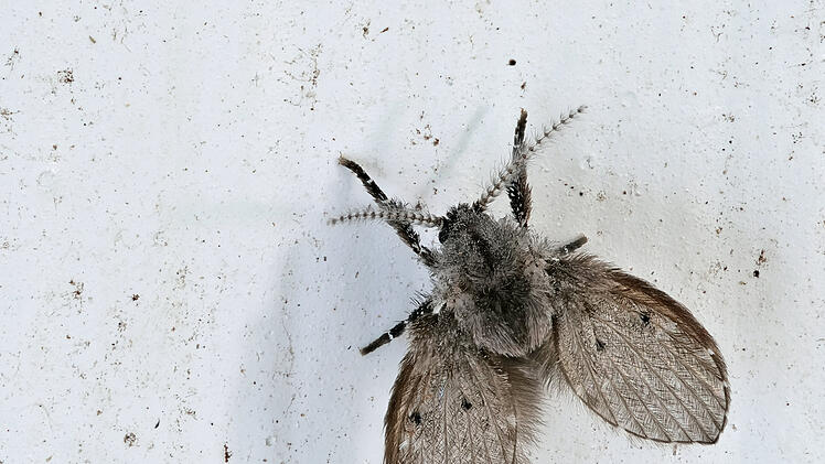 eine schmetterlingsm&uuml;cke, die auch abortfliege genannt wird, chlogmia albipunctata