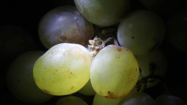Der Wein spielt in der Hammelburger Marktbeschreibung vor über 1230 Jahren eine untergeordnete Rolle.