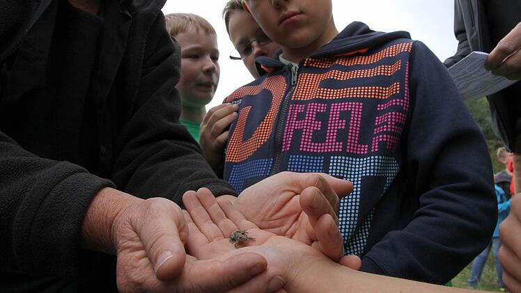 Die Eggolsheimer Schulkinder haben eine Gelbbauchunke gefunden. Foto: Matthias Erlwein