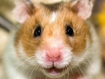 Ein Hamster  Foto: Jens Schierenbeck/Archiv dpa