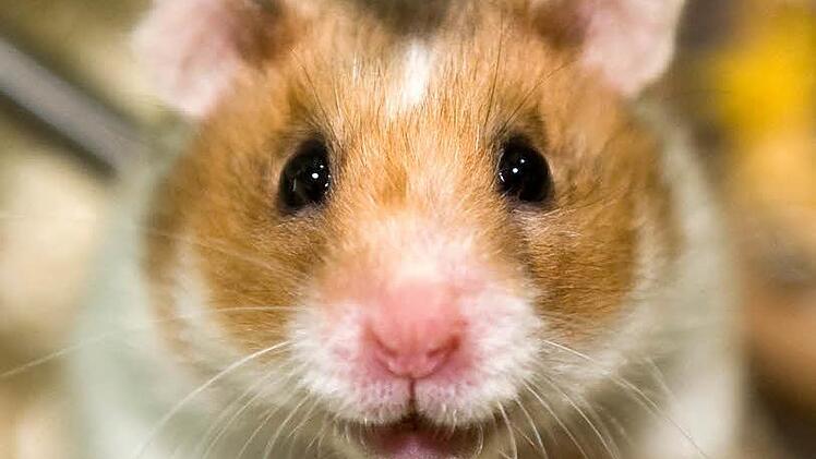 Ein Hamster  Foto: Jens Schierenbeck/Archiv dpa