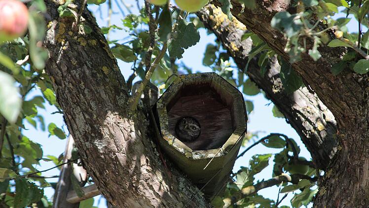 Coburg: Verletzter Steinkauz gesund gepflegt und freigelassen - warum er in Bayern als gef&auml;hrdet gilt