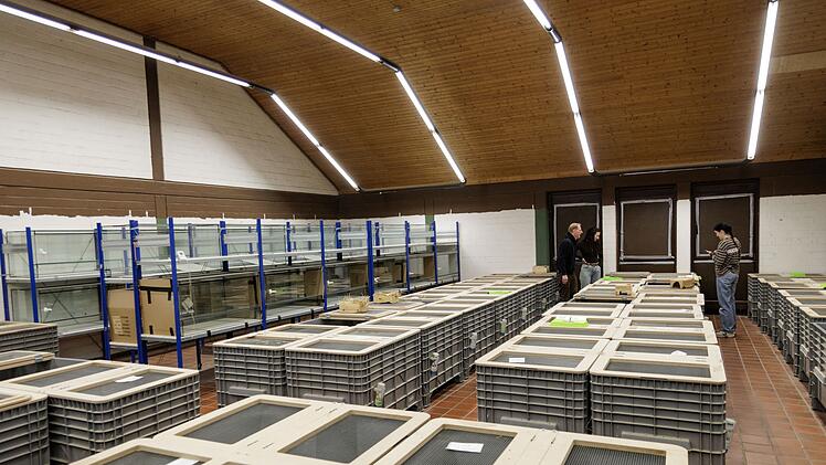 Feldhamster-Nachzucht