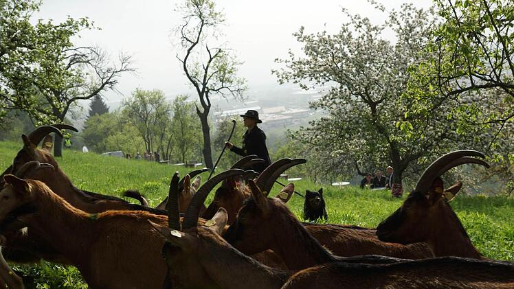 Ziegen als Landschaftspfleger