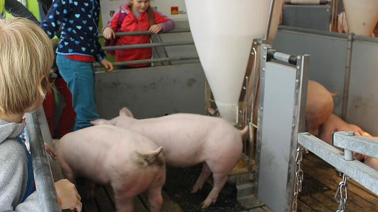 Im Schnitt wirft eine Sau zwölf bis fünfzehn Ferkel.