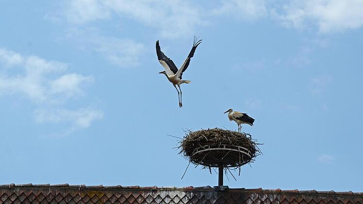 Ein Jungstorch setzt zum Flug an.