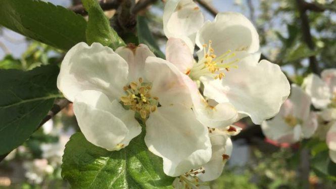 Die Reihe "In der Rh&ouml;n unterwegs mit..." widmet sich am 14. Juni dem Thema Streuobstwiese. Treffpunkt ist in Unterelsbach. Unser Foto zeigt eine Apfelbl&uuml;te.  Foto: Antje Schwanke