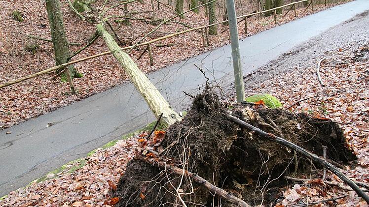 Sturm Friederike hat auch im Landkreis Forchheim gewütet. Der Orkan hat besonders auf dem Auerberg viele Bäume entwurzelt. Fotos: Josef Hofbauer