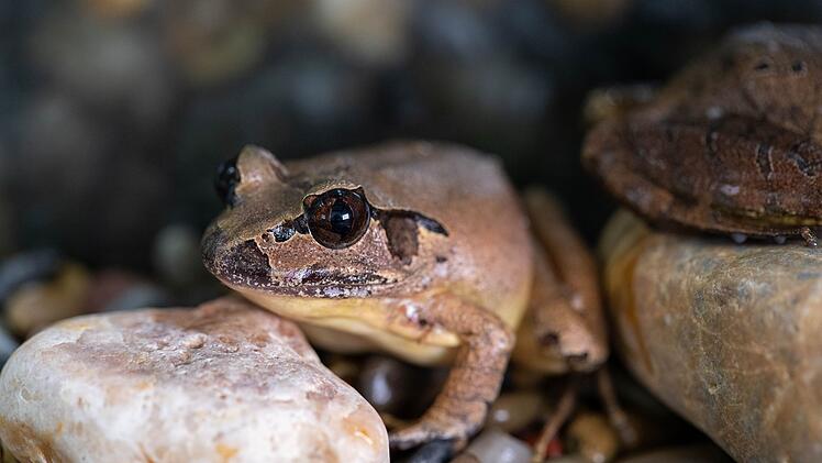 S&uuml;dlicher Stotterfrosch (Mixophyes australis) in Australien