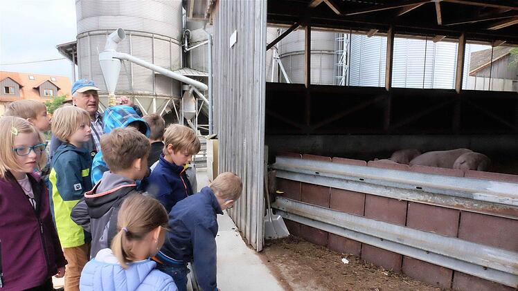 Weiter ging der Erkundungsgang zum Laufstall der Schweine. Foto: Gerd Schaar