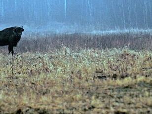 Auch der Wisent z&auml;hlt zu den Tierarten, denen Gunter Sauerbrey auf die Spur kam.  Foto: Sauerbrey