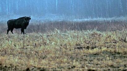 Auch der Wisent z&auml;hlt zu den Tierarten, denen Gunter Sauerbrey auf die Spur kam.  Foto: Sauerbrey