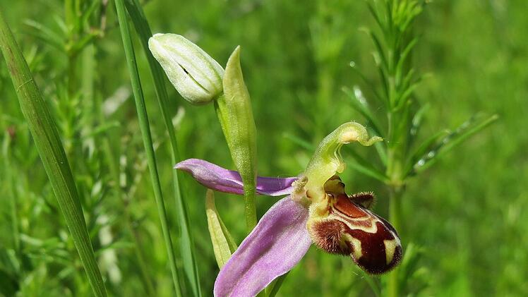 Oft können mehrere Jahre zwischen der Orchideenblüte der Bienen-Ragwurz liegen.