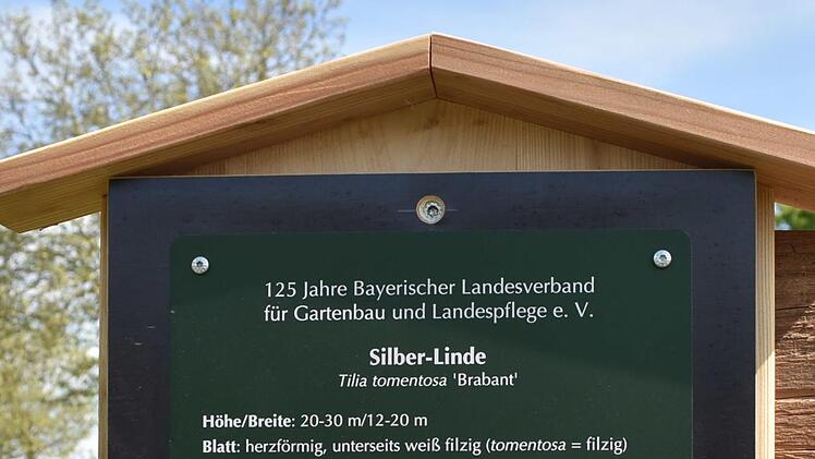 Auf einer Tafel wird die Silberlinde genau beschrieben. Foto: Petra Malbrich