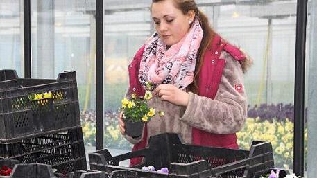 Ricarda Stark topft im Gewächshaus an der Dechant-Reuder-Straße Blumen um.  Foto: Andreas Schmitt