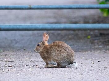 Unfall wegen Hase im Kreis Ansbach