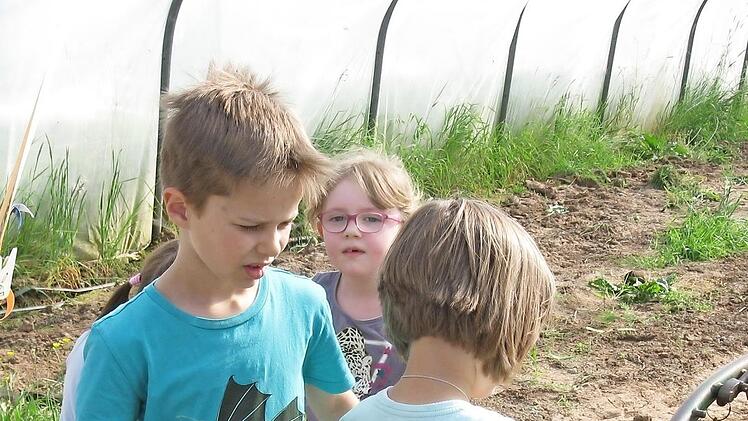 Im Gewächshaus lernen die Kinder des Kindergartens Augustenstift, wie pflanzliche Nahrung produziert wird.  Foto: Johannes Höllein