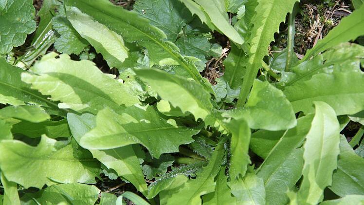 Löwenzahn: Junge Blätter können auch im Herbst noch im Salat verwendet werden.