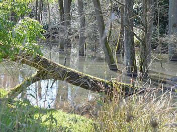 Durch die Arbeit des streng geschützten Bibers entstehen neue Feuchtlebensräume und Wasser wird zurückgehalten. Fotos: Rainer Lutz
