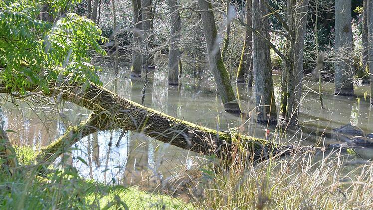 Durch die Arbeit des streng geschützten Bibers entstehen neue Feuchtlebensräume und Wasser wird zurückgehalten. Fotos: Rainer Lutz