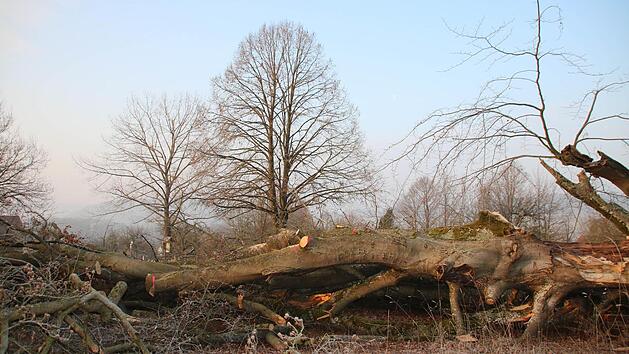 Ein Teil der im Januar umgekippten Hutbuche wird liegenbleiben. Die Äste daran wurden schon entfernt, auch aus Sicherheitsgründen. Fotos: Kathrin Kupka-Hahn