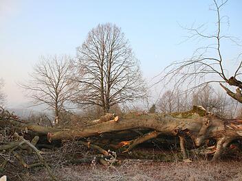 Ein Teil der im Januar umgekippten Hutbuche wird liegenbleiben. Die Äste daran wurden schon entfernt, auch aus Sicherheitsgründen. Fotos: Kathrin Kupka-Hahn