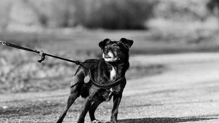 Hund, Leinenruck, Hund mit Leine, Spazieren gehen, Gassi gehen
