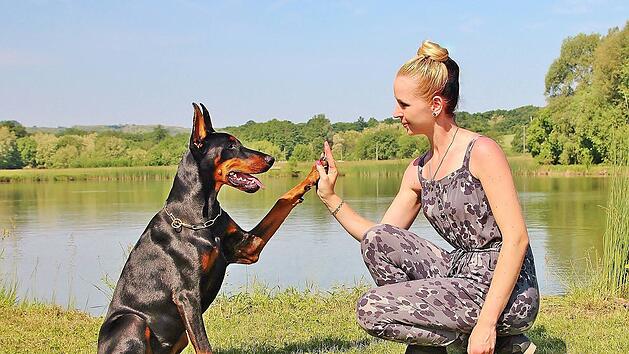 Das charakteristische Kopieren von Ohren und Rute beim Dobermann ist mittlerweile in den meisten europäischen Ländern verboten.