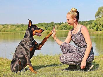 Das charakteristische Kopieren von Ohren und Rute beim Dobermann ist mittlerweile in den meisten europäischen Ländern verboten.