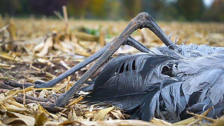 Vogelgrippe in Australien