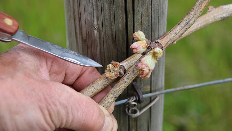 Braun verfärbte Augen deuten auf Frostschäden hin. Rechts daneben treiben die Knospen bereits aus.