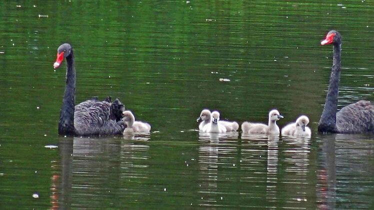 Die schwarzen Rosenau-Schwäne mit ihrem NachwuchsFoto: Jochen Berger