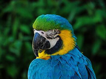 Ein Papagei aus Gro&szlig;britannien kommt gro&szlig; raus: Rocco t&auml;tigt gro&szlig;e Online-Bestellungen w&auml;hrend seine Besitzerin aus dem Haus ist. Eines Tages bemerkt sie den vollen Warenkorb.  Symbolbild: pixabay.com/192635