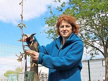 Carola Nitsch, die Vorsitzende des Obst- und Gartenbauvereins in Stettfeld, kümmert sich um die neu angesetzten Obstbäume.  Fotos: Franziska Rieger