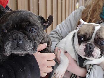 "Vagabund" und "Harry" brauchen Hilfe. Foto: Marco Meißner