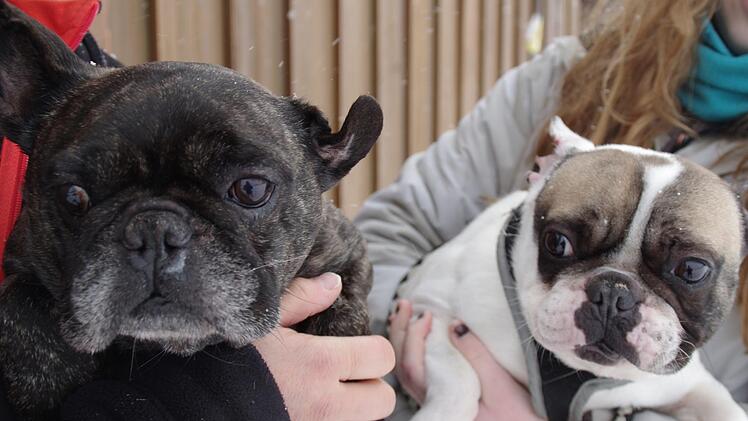"Vagabund" und "Harry" brauchen Hilfe. Foto: Marco Meißner