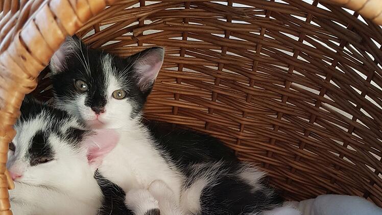 Tierheim Bamberg: Katze Farfalla und ihre fünf Babys suchen Zuhause - "lange auf sich gestellt"