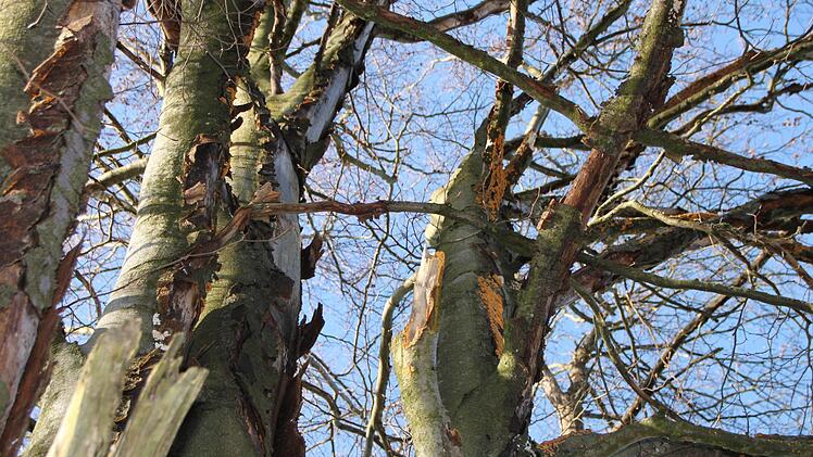 Ein Blick nach oben in die Krone zeigt: Auch hier sieht es bös aus.