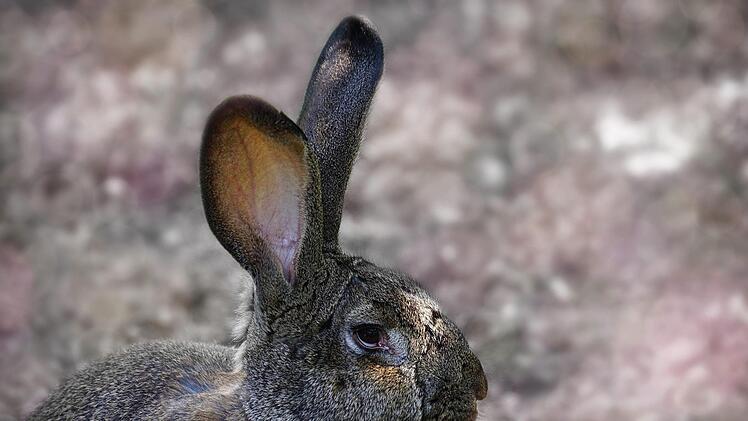 Auch Menschen k&ouml;nnen sich mit der Hasenpest anstecken.  Symbolbild, Foto: 165106/Pixabay
