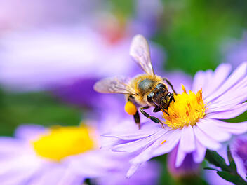 Wildbienen, Bienen im Garten, Bienenschutz, Pflanzen